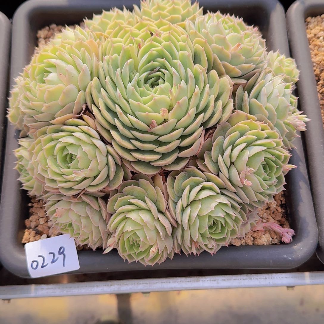 雨**雨0229昂斯诺多肉