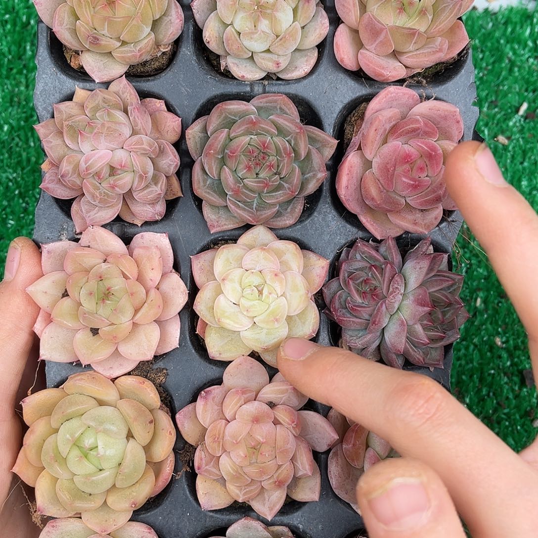 多肉一物一拍23-153