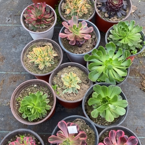 16颗多肉植物组成拼盘14