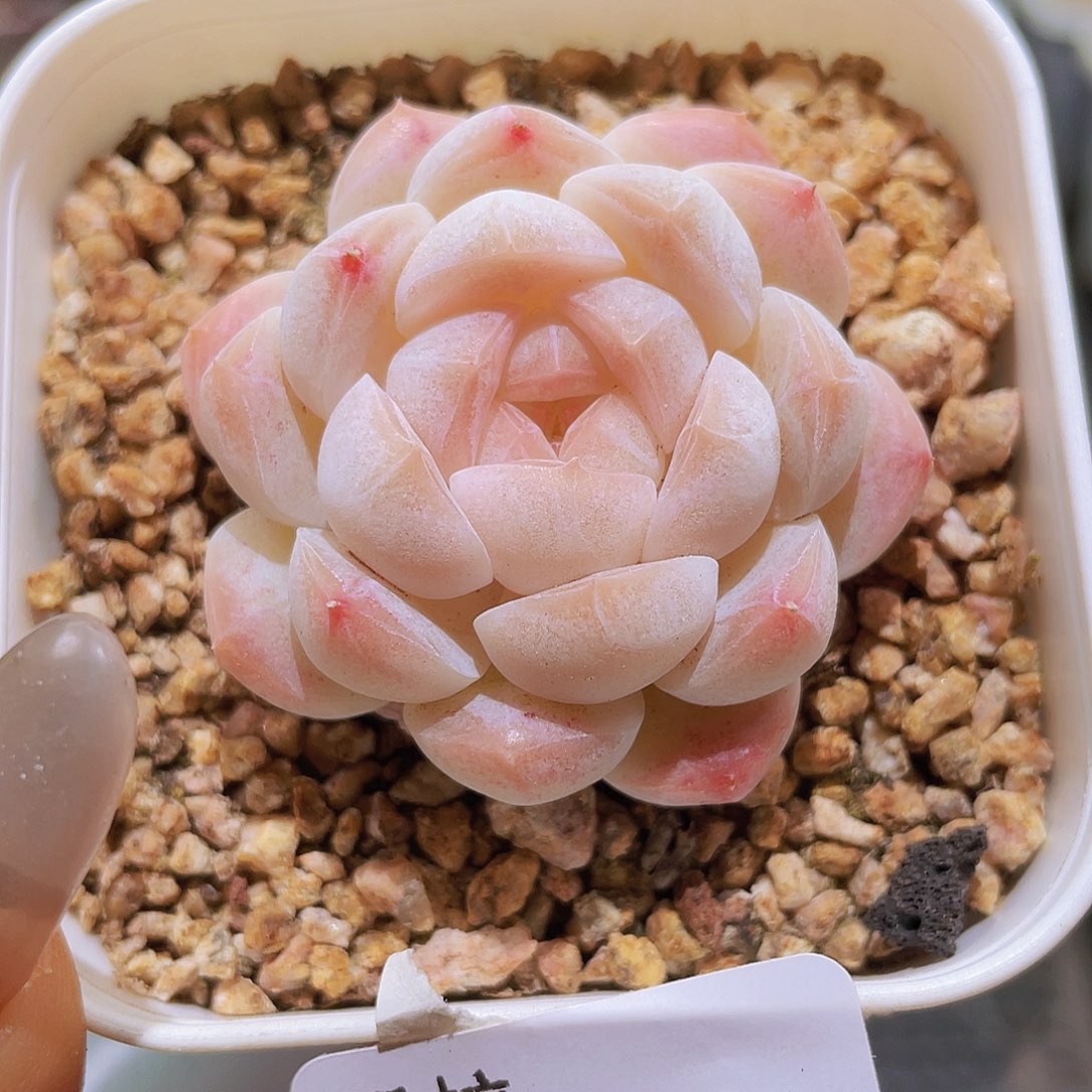 a74精品多肉一物一拍