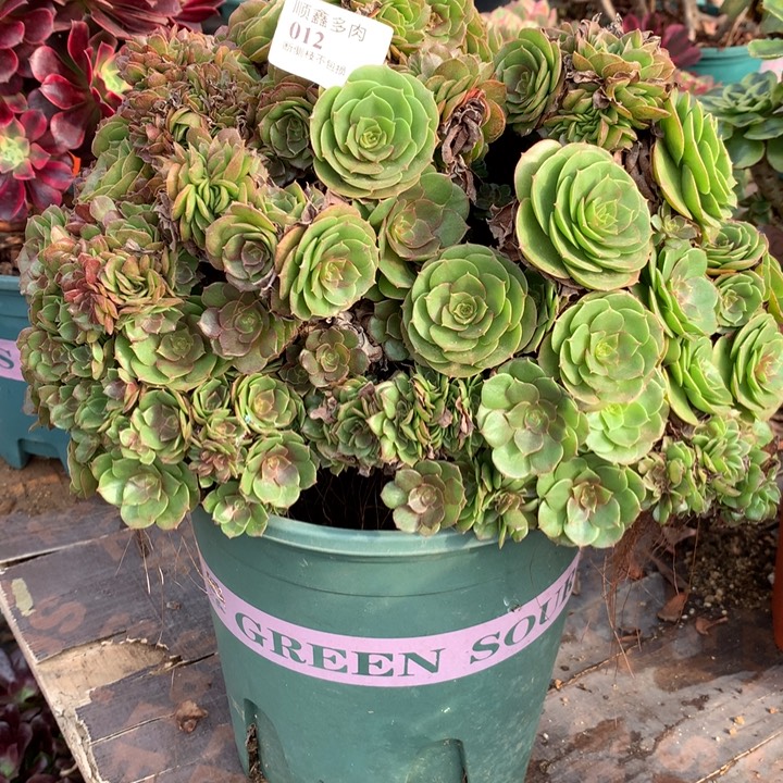 蜜****012万缀多肉植物特价