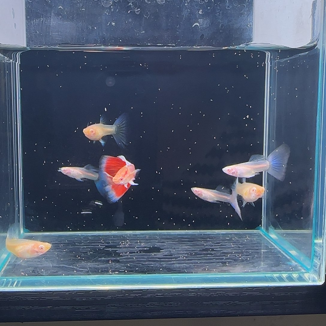 孔雀鱼火烧云超白4公3母