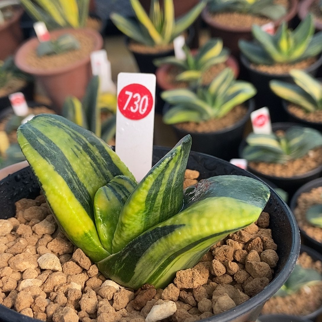 730卧牛锦实生选拔超级短厚实带盆发货