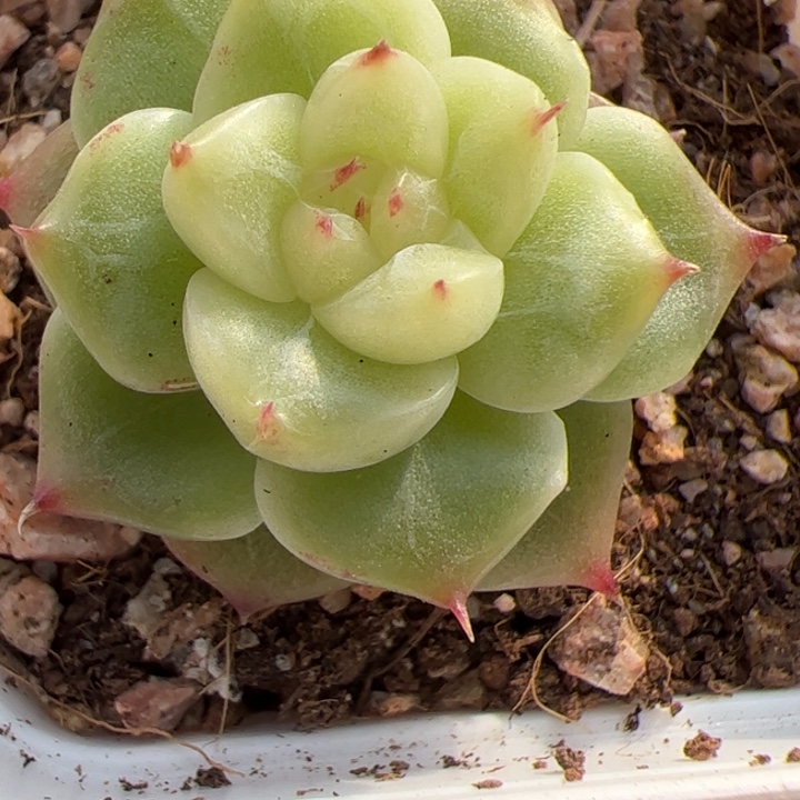 开播福利，一物一拍，尺寸小介意勿拍