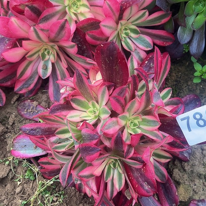 786美杜莎绣球2号