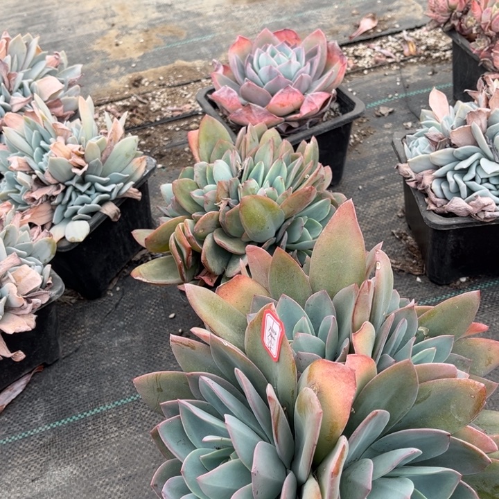 麦***麦布鲁蓝两颗小群生140盆