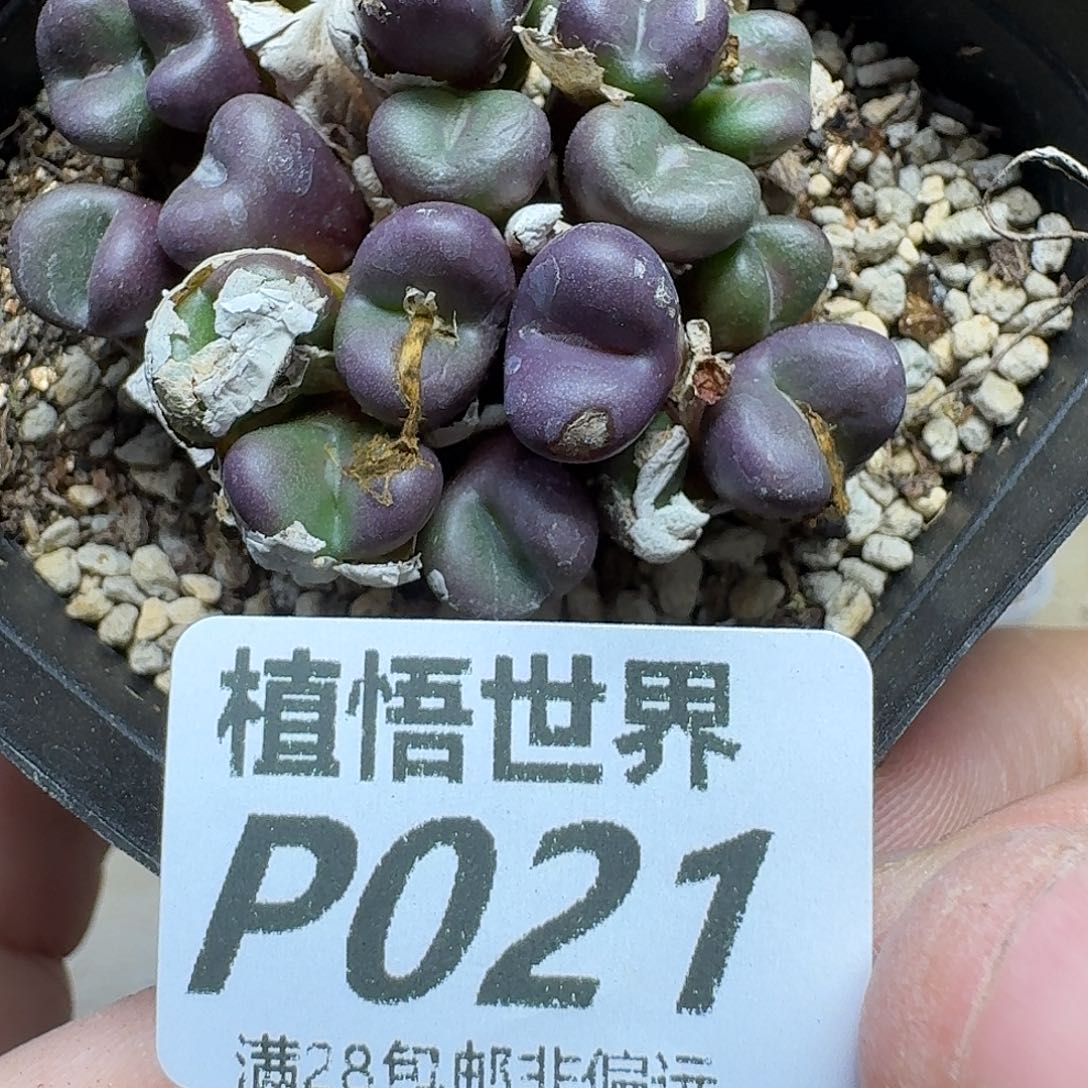 多肉植物的人生ghnj