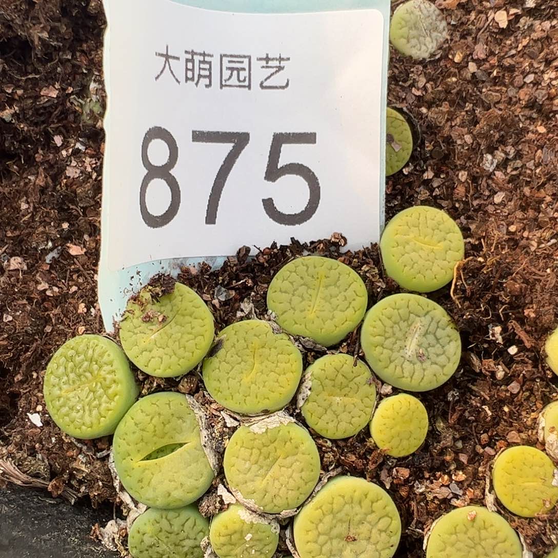 量拍绿富贵3颗一组      875