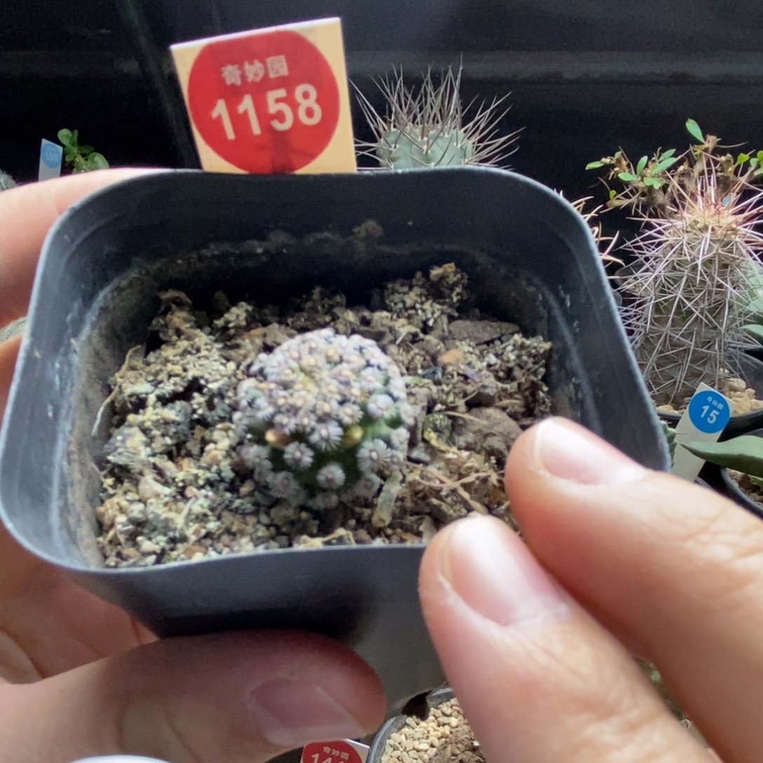 实生带花苞红花克氏丸2.2cm