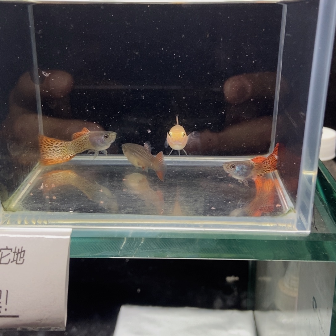 孔雀鱼金属红蕾丝两对儿