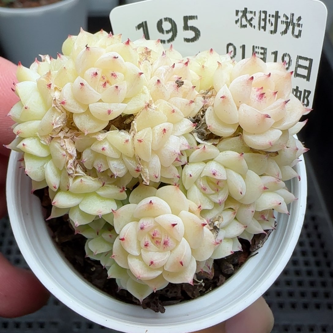 0119-195小脸麦秆