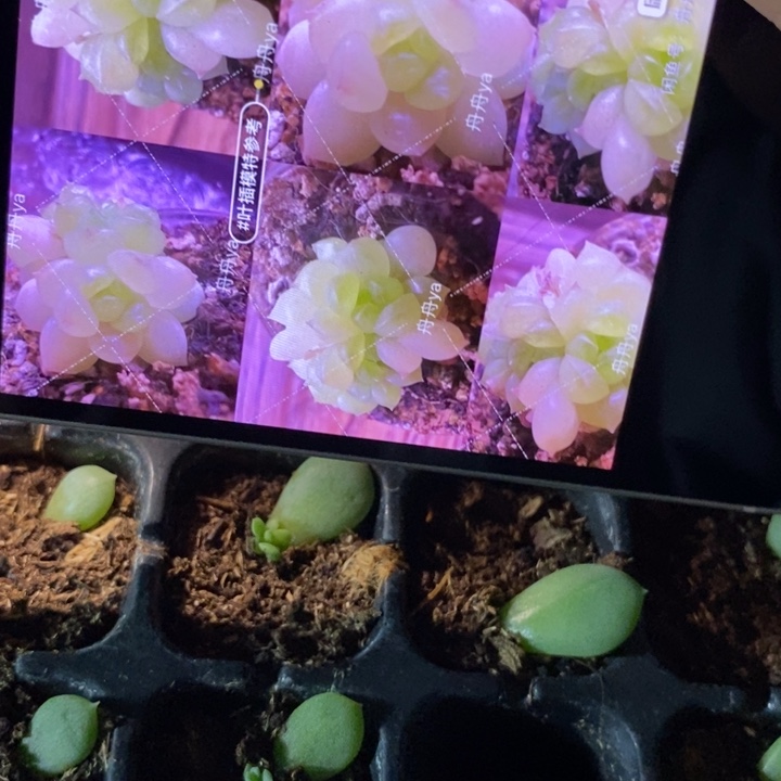 缥缈t15芽苗一个多肉