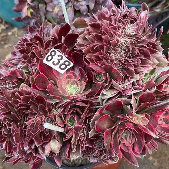 恩*多肉植物一个