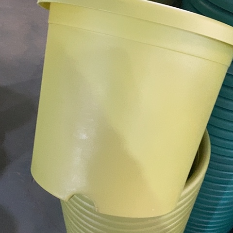 树脂四季5号果绿无托10个