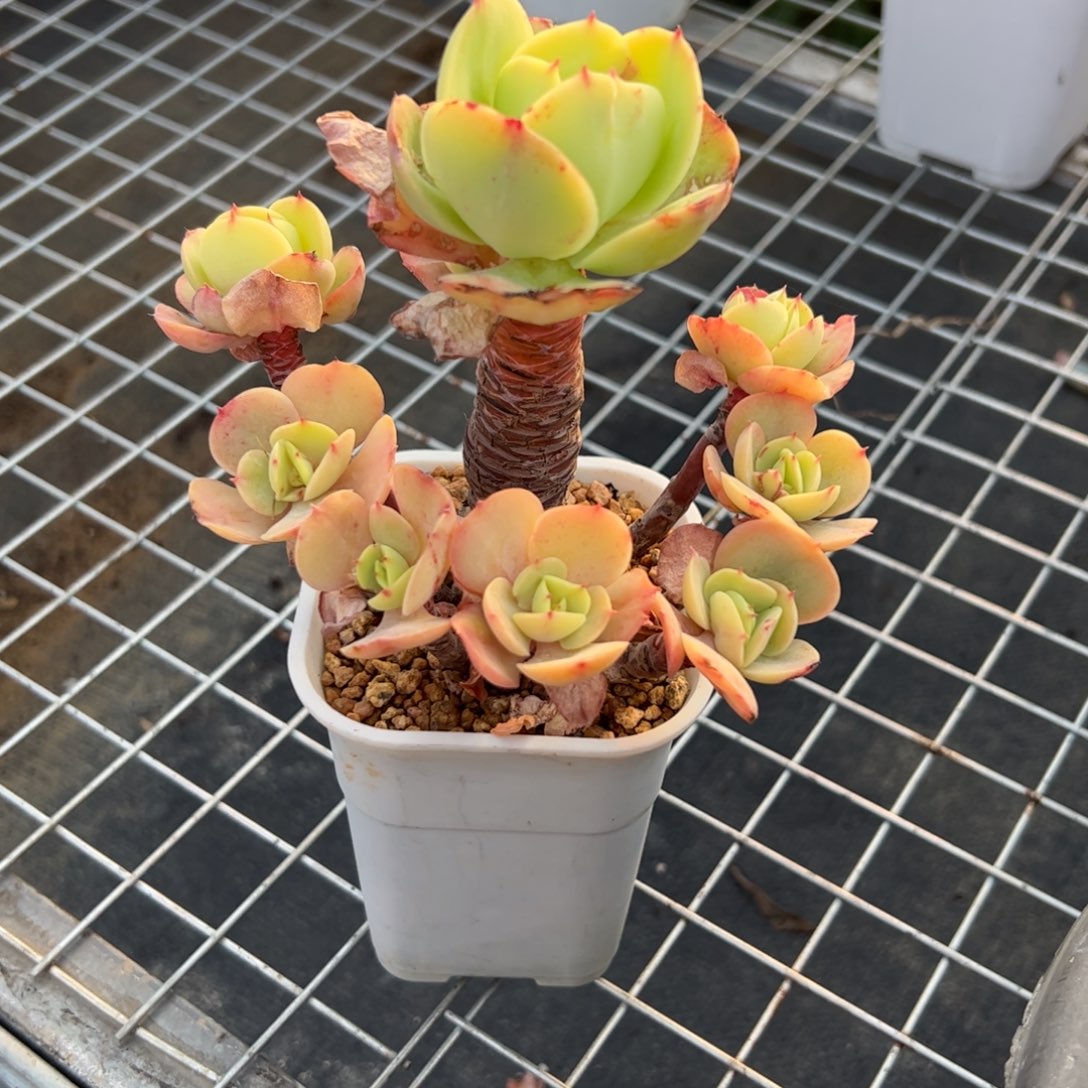 碧桃18 零零多肉植物