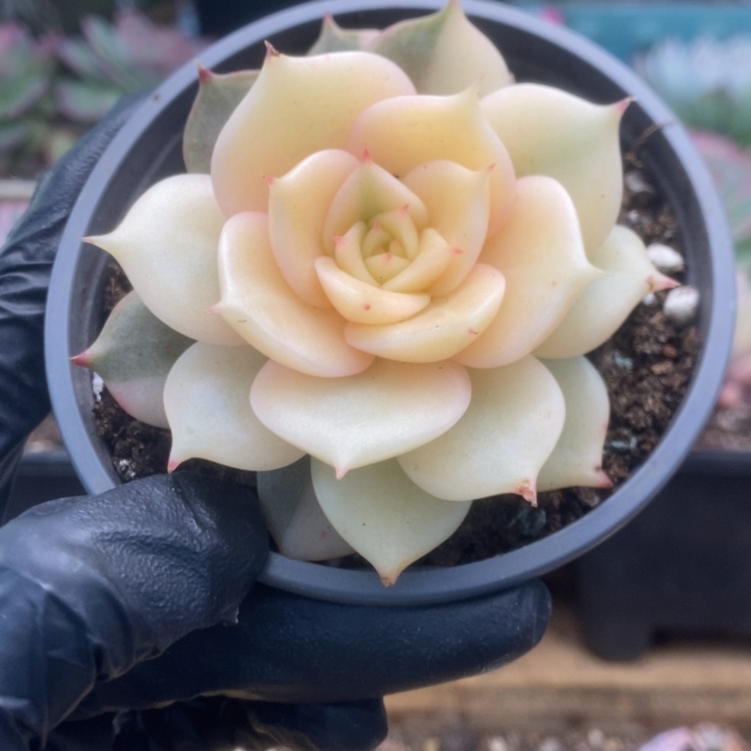 719贝加尔湖叶心全拉要砍