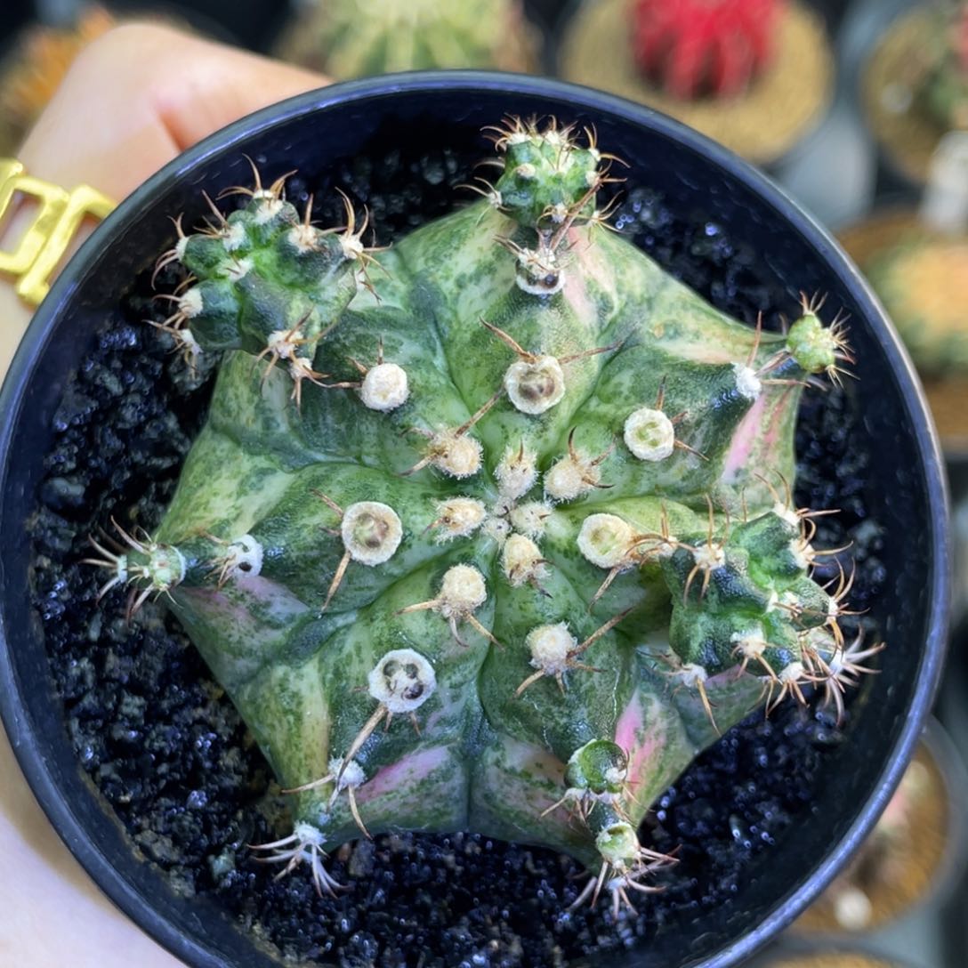 海神000000000000058