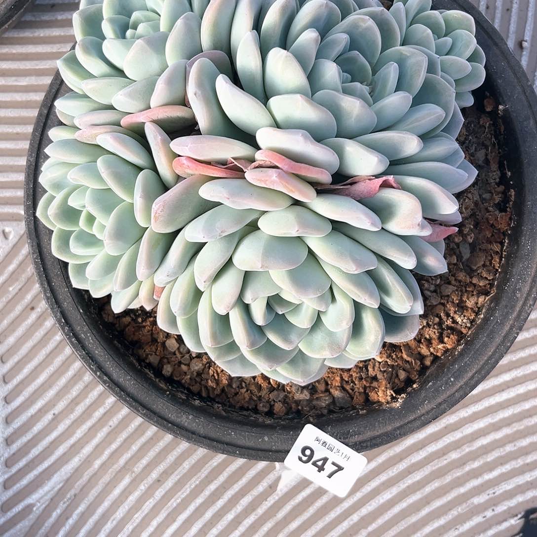 阿雅园艺。            947