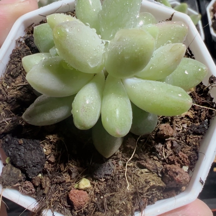 橙色奇迹精品多肉植物