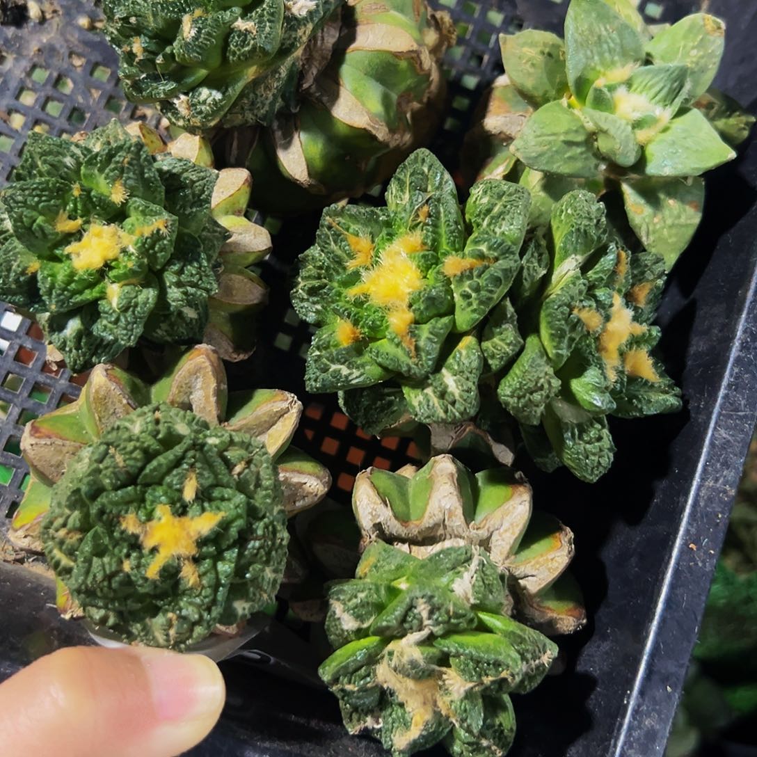 无花朵福利一筐牡丹421