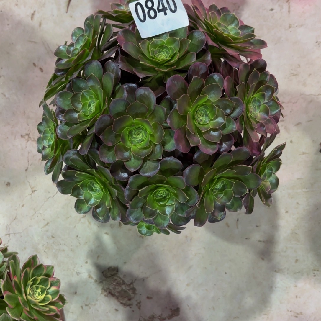 李***姐无花朵0840美金玫瑰111111