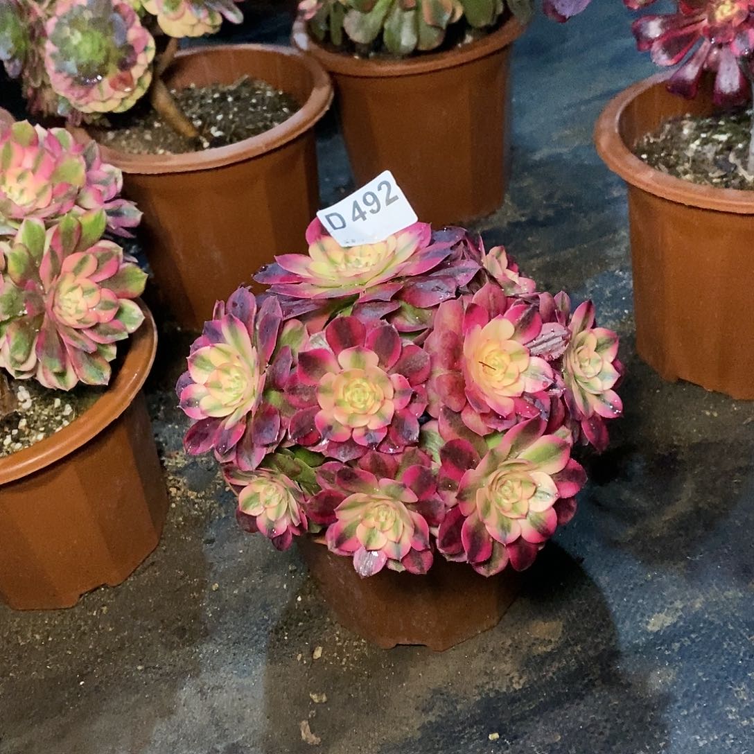 荔枝492多肉111111不大