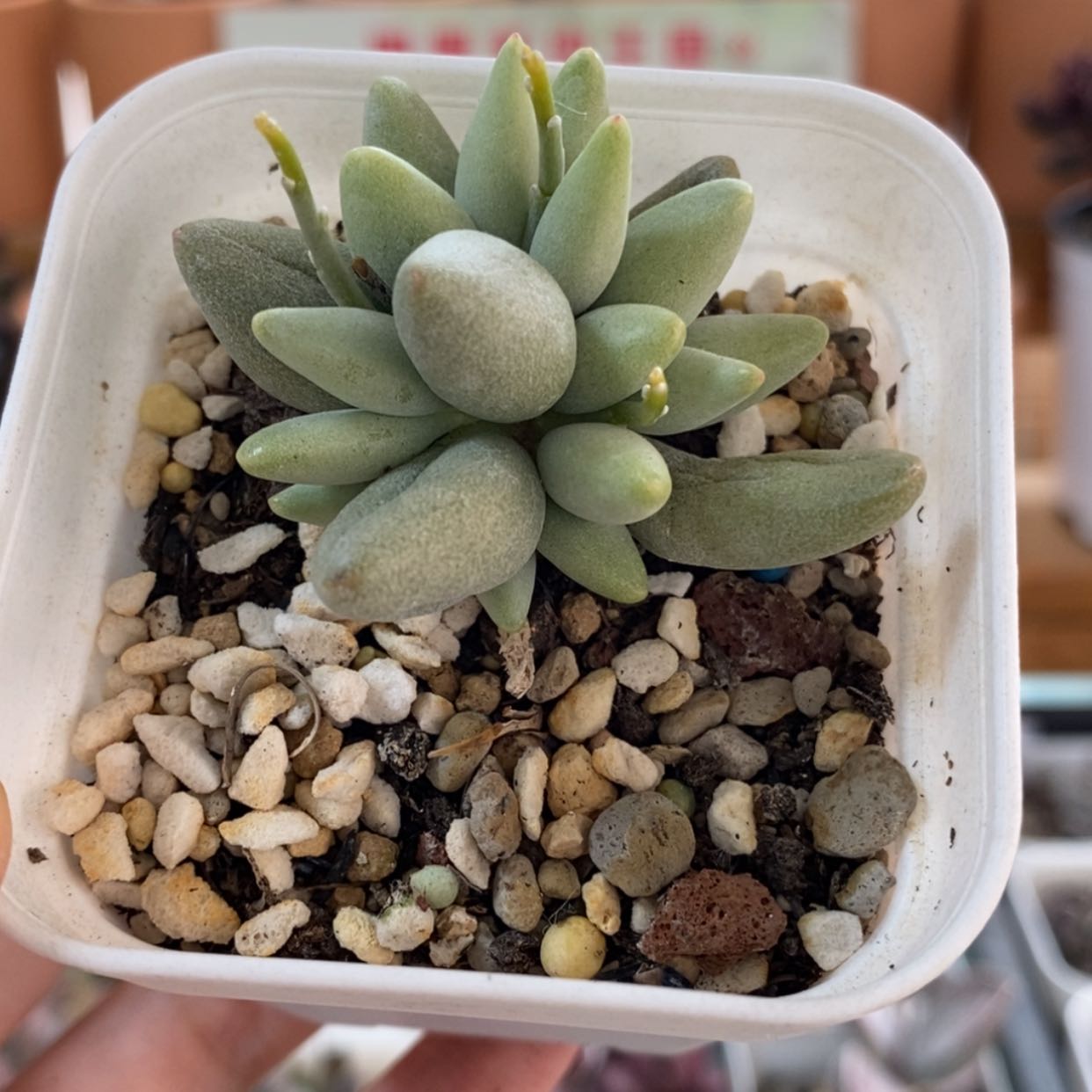 【闪购商品】无花朵