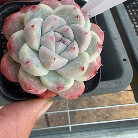 193如梦令多肉一物一拍