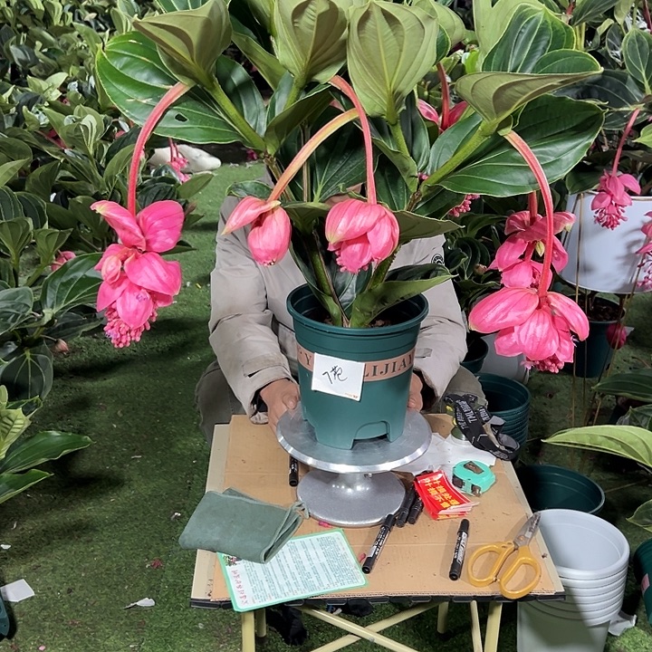 叫***爱少量花朵（建议范围：2朵-5朵 或40%以下）