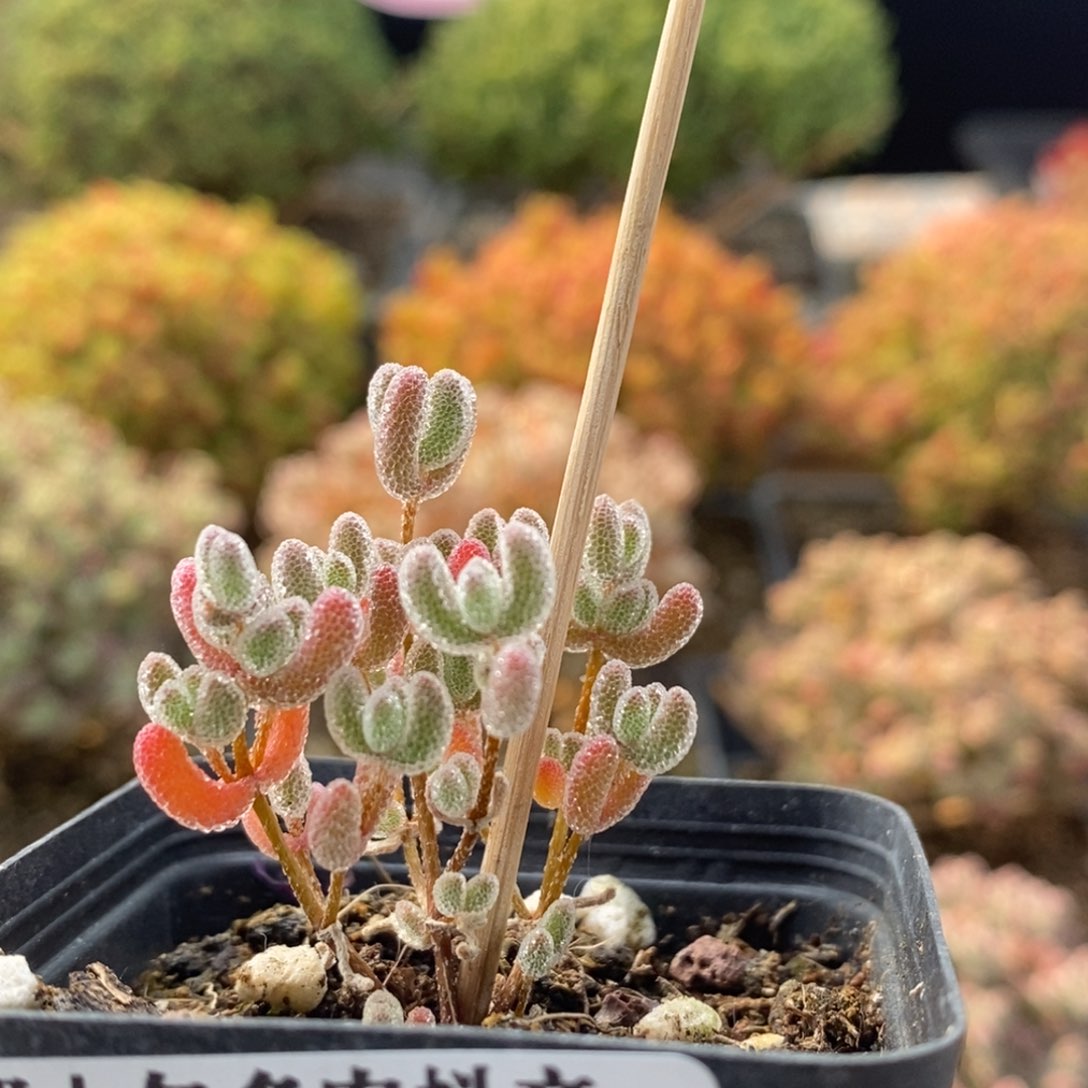 绯*实生冰晶8583枝干番杏