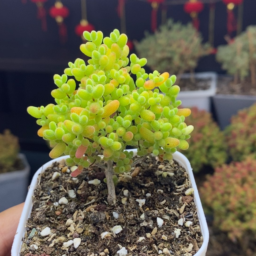 252后蜜橘糖球枝干多肉