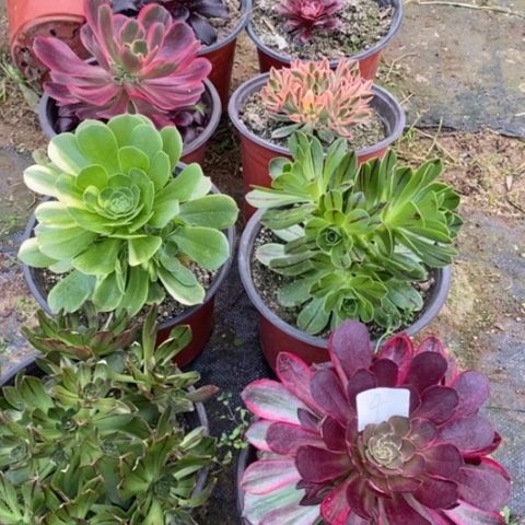 多肉植物拼盘组合4