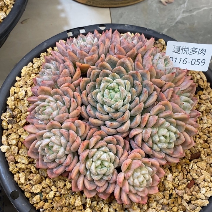 夏悦多肉0116-59爱沙