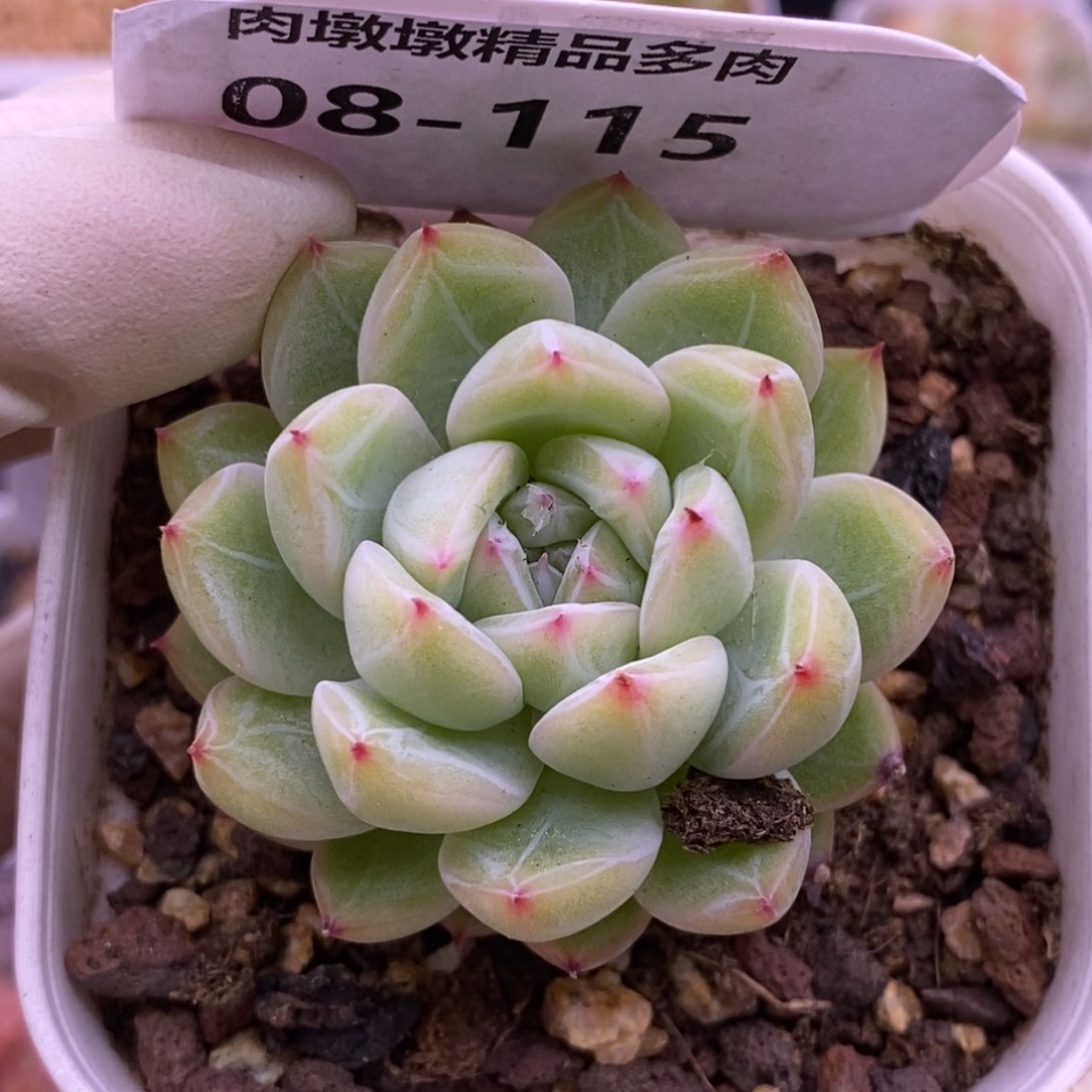 【闪购商品】08-115