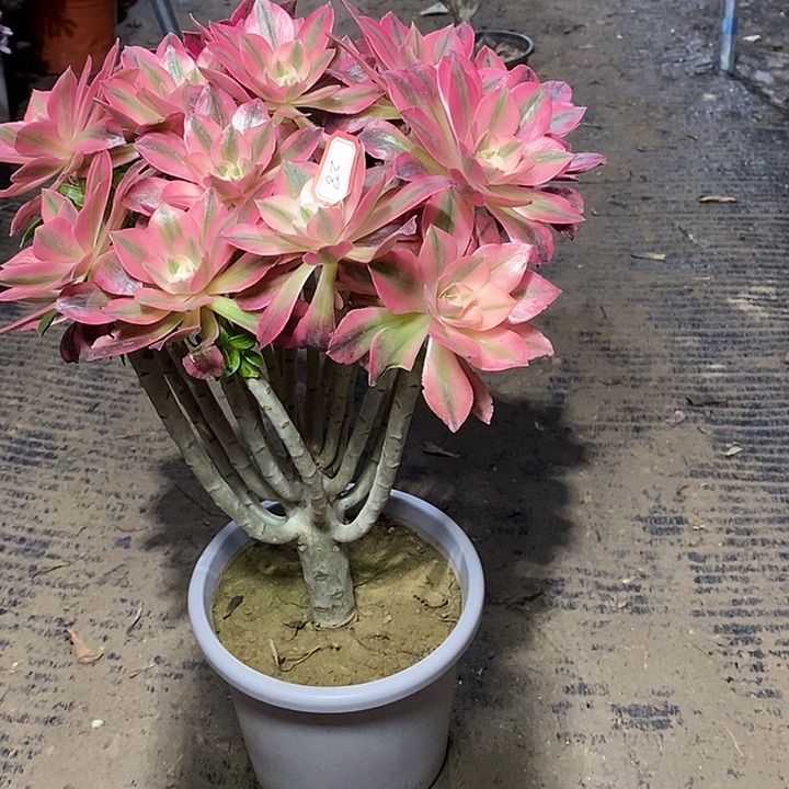 28，嫁接粉女巫1356788899