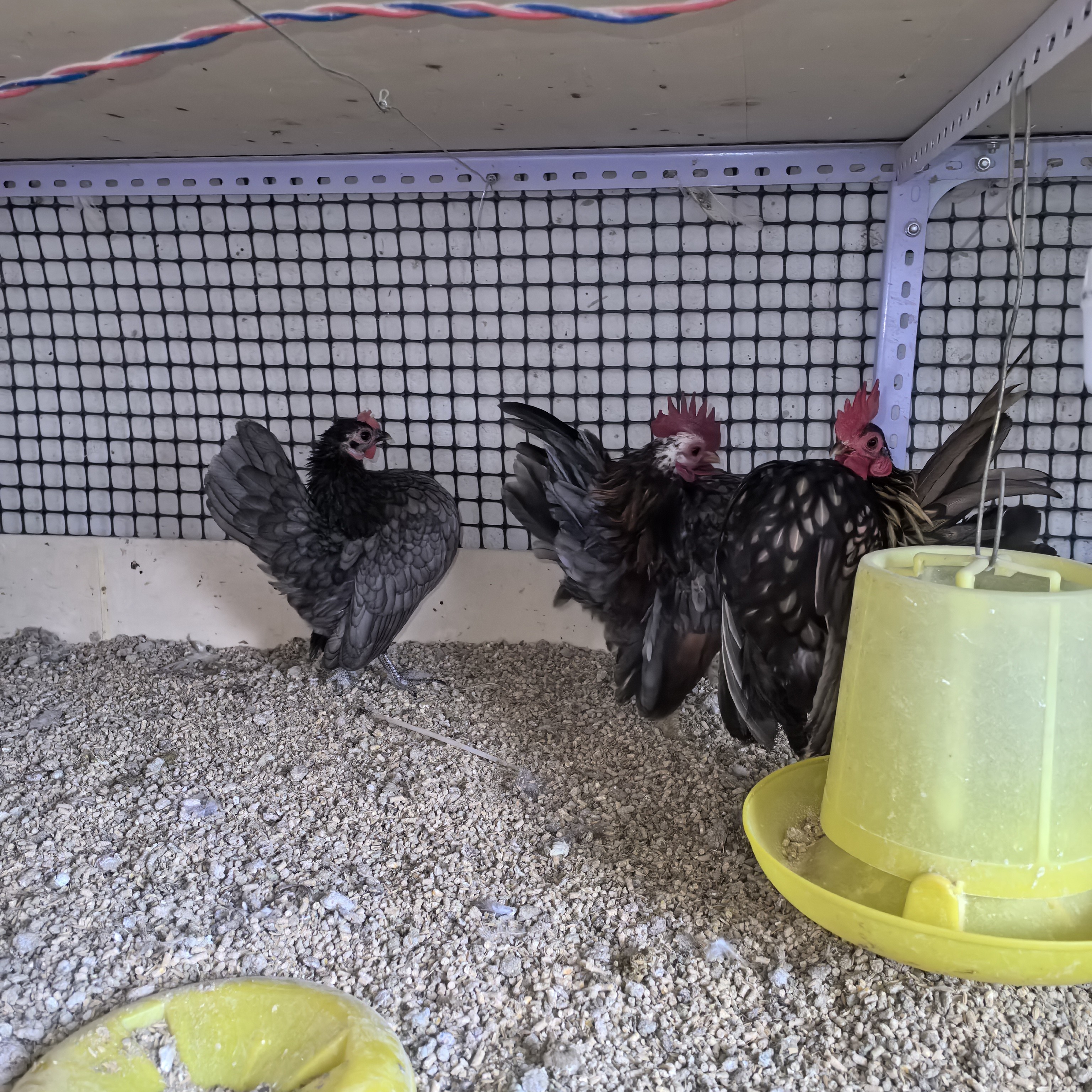 塞拉玛观赏鸡宠物鸡三个月左右疫苗齐全