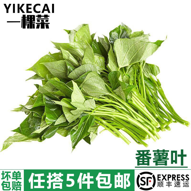 红薯叶250g-500g 新鲜苕尖叶子地瓜叶嫩尖农家自种蔬菜食用番薯叶