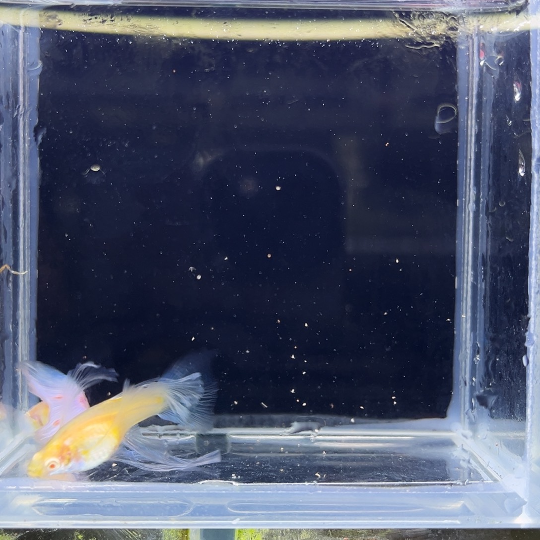 孔雀鱼13蓝白绣球一对