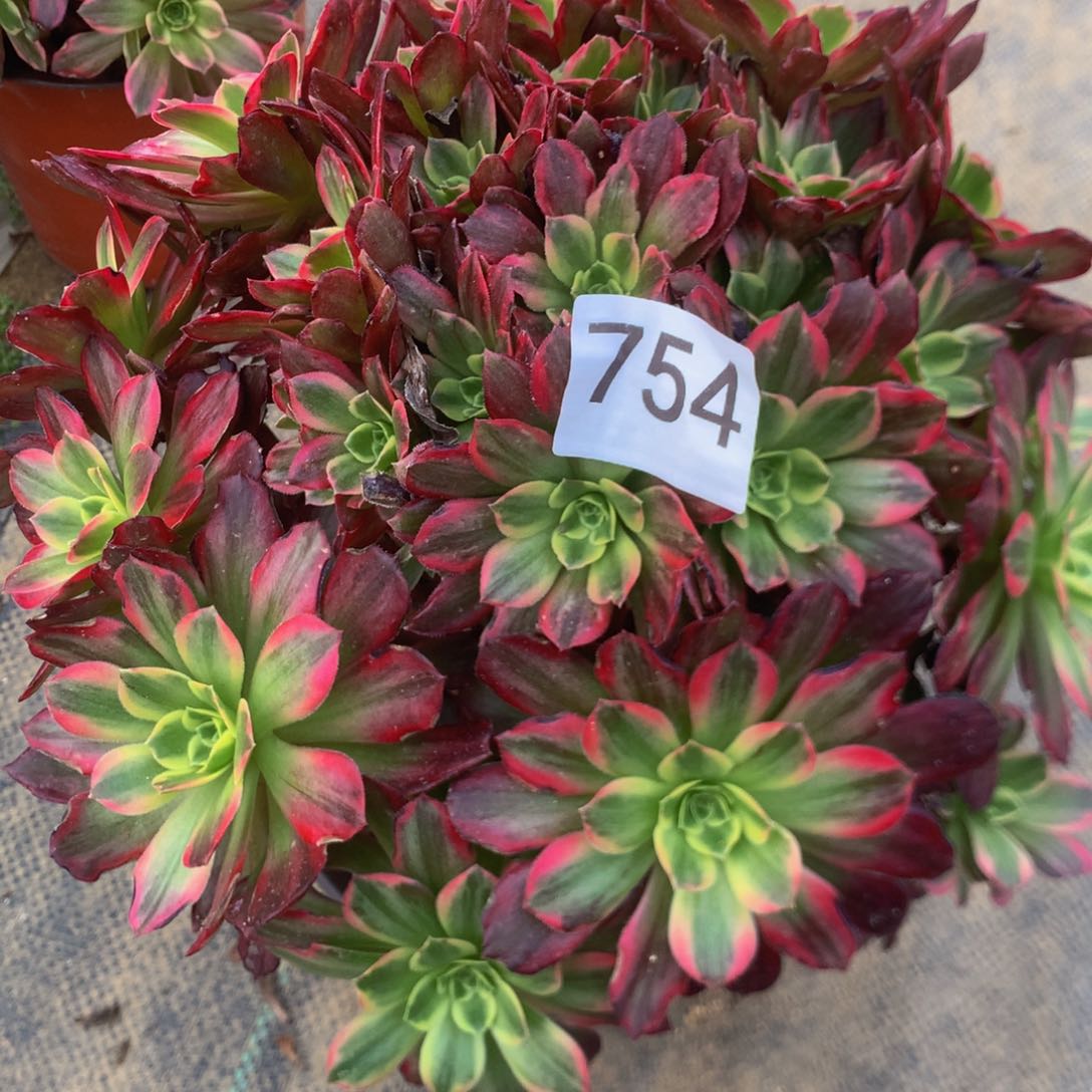 兰*754安娜多肉植物