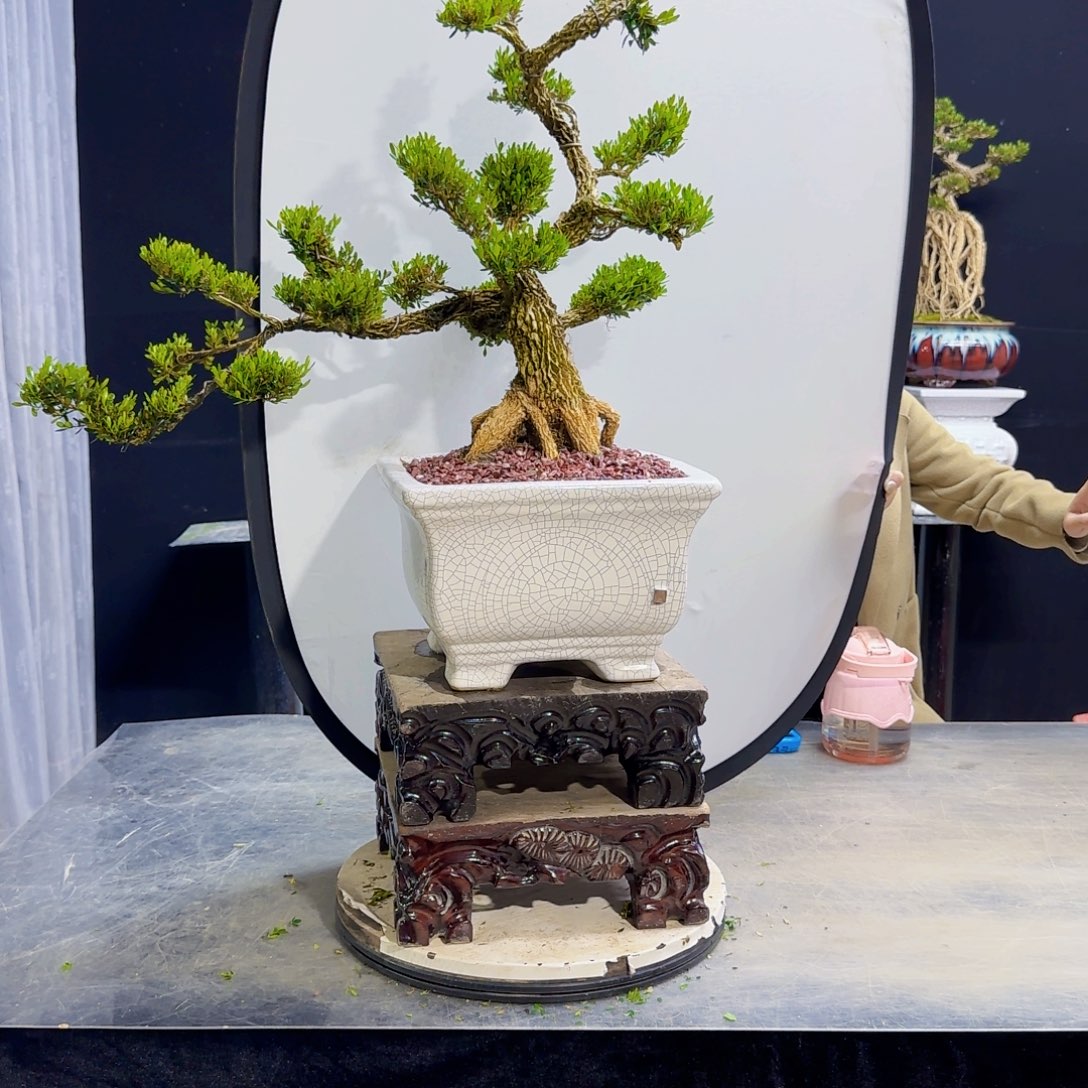 高端黄杨盆景艺术