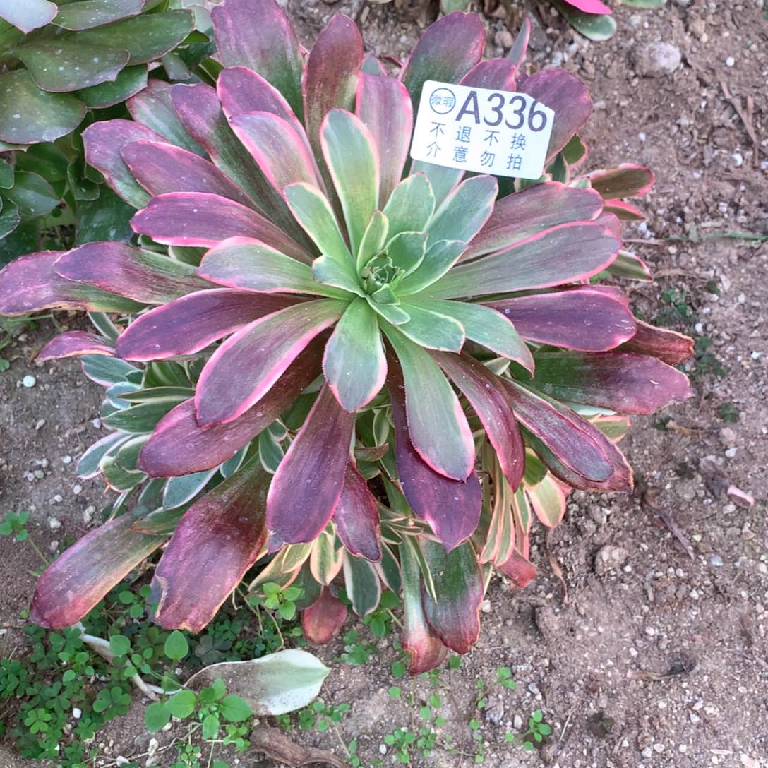 多肉植物金丝雀336