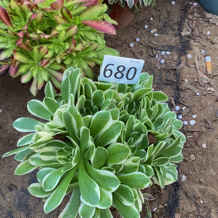 680雨花石绣球新桩
