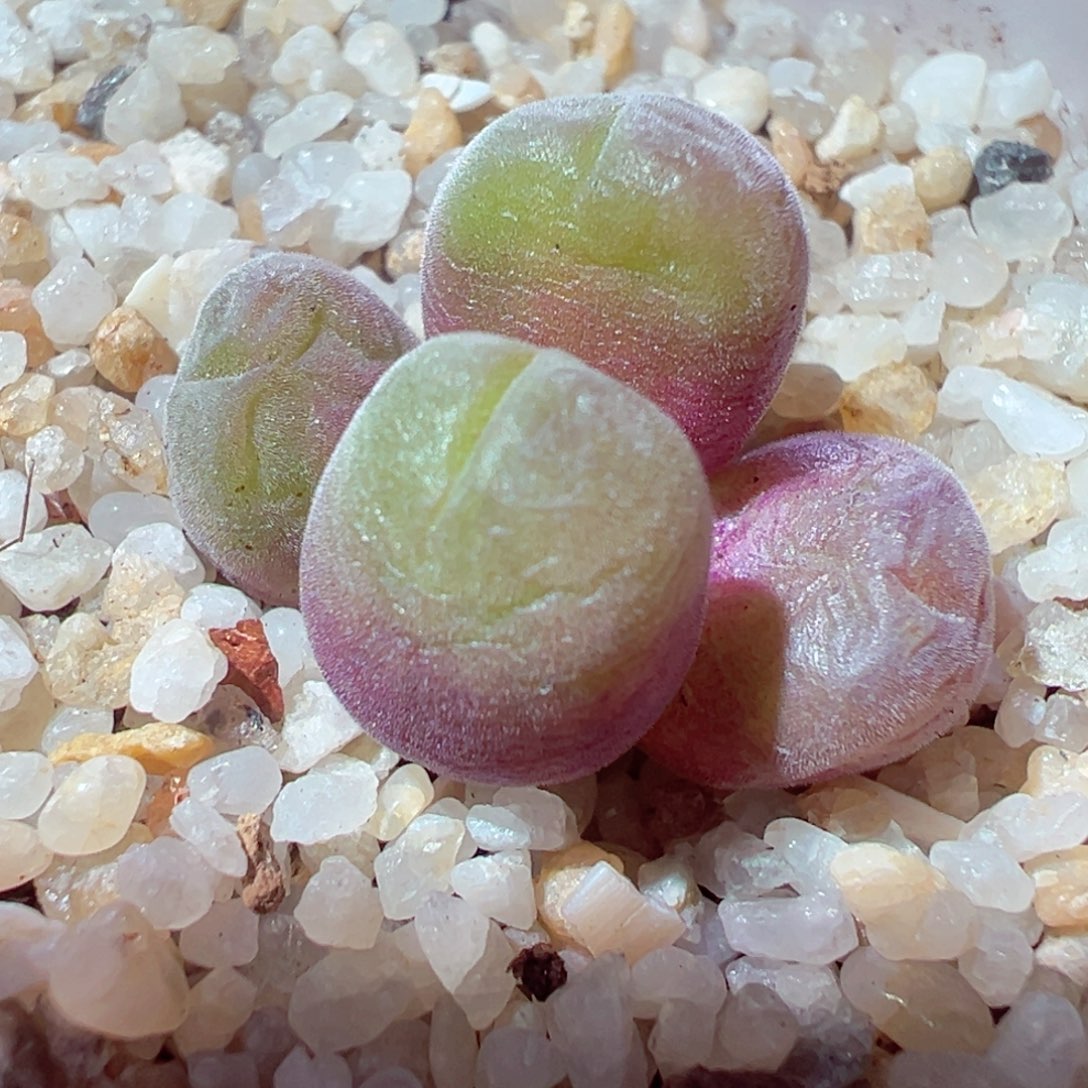 101-111多肉多日毛翠滴