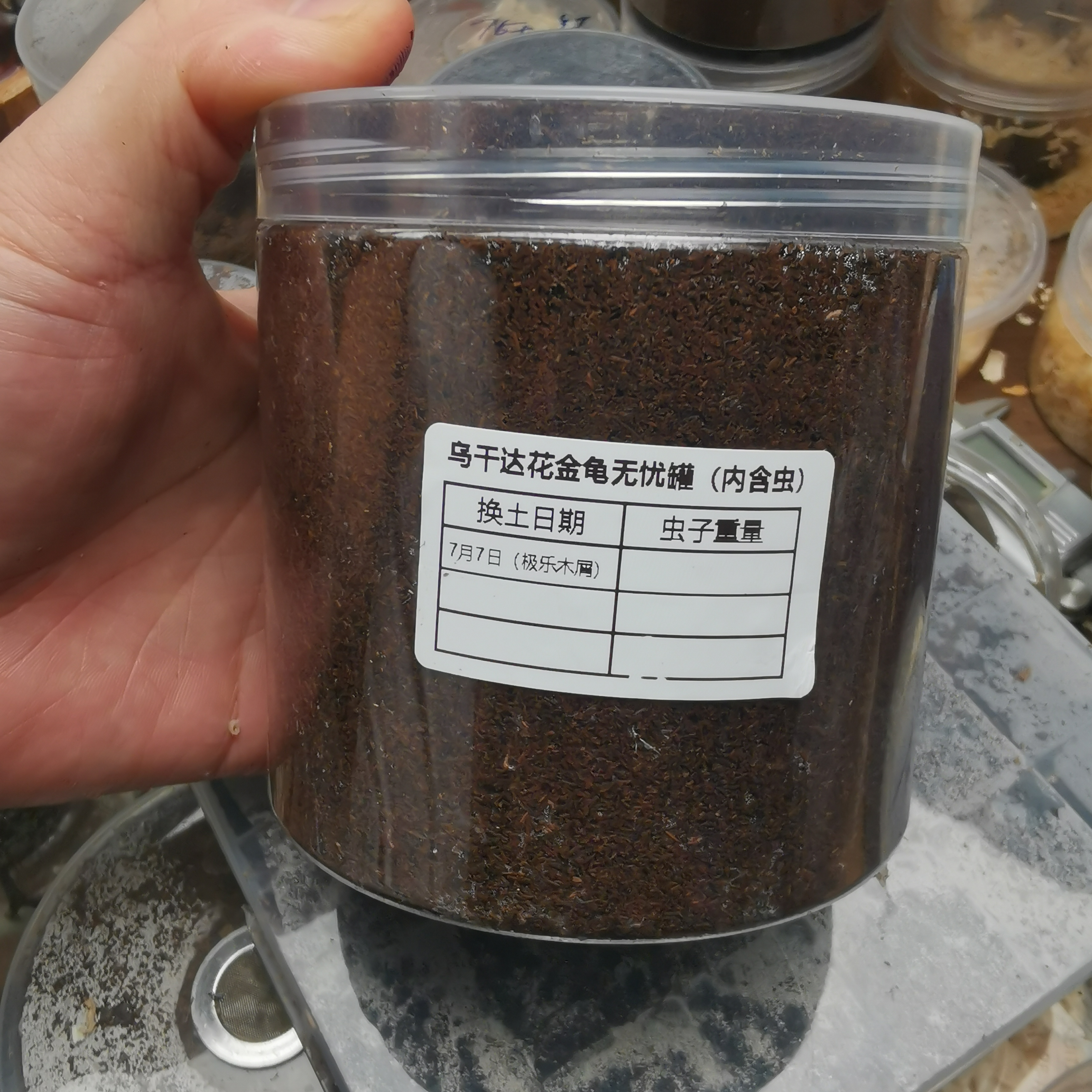 乌干达花金龟3龄690ml无忧罐加满木屑（内含幼虫1只性别随机）