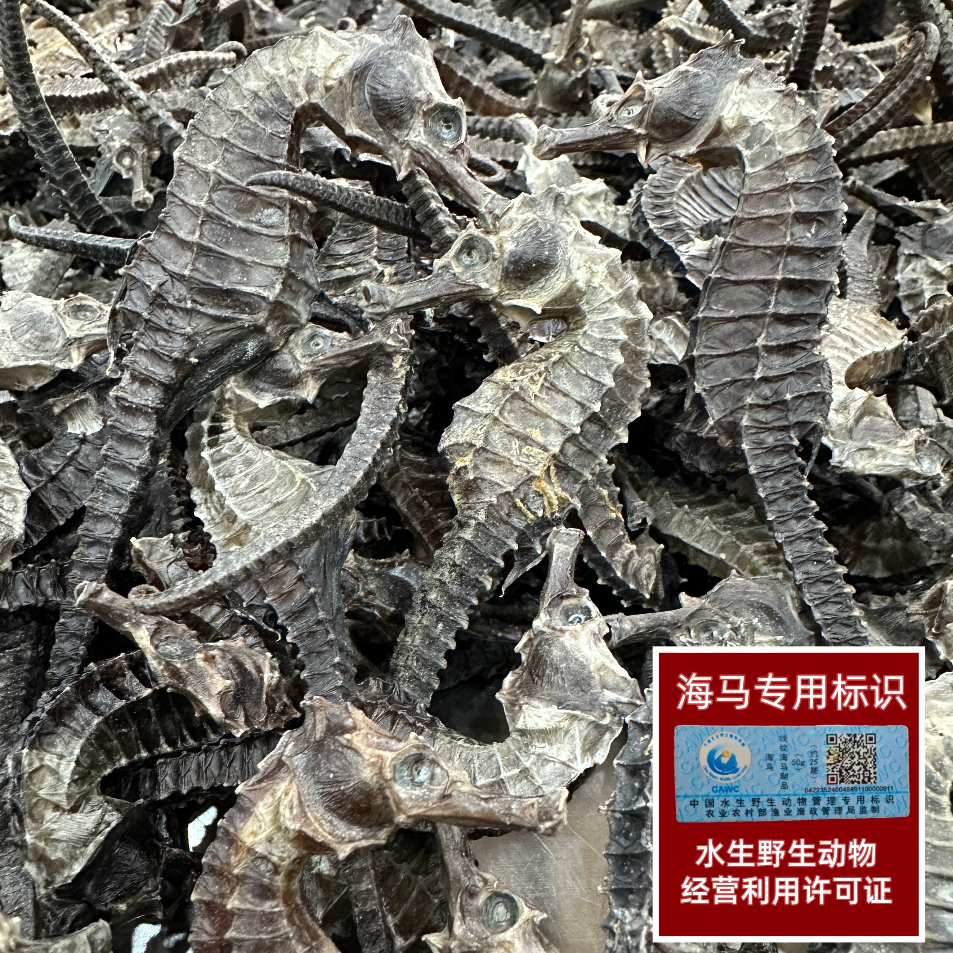 正品保真线纹海马 公母配对 可炖汤 泡酒煲汤磨粉