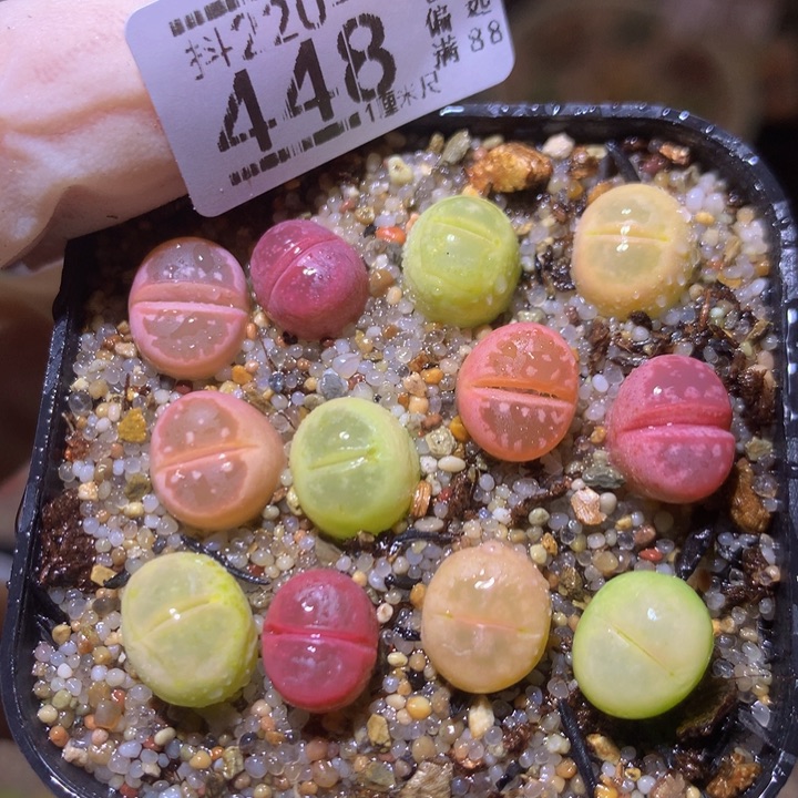 精品生石花220.448