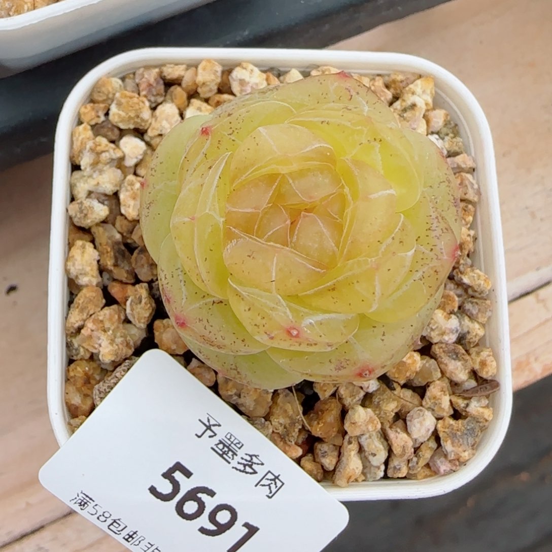 素素，5691多肉植物