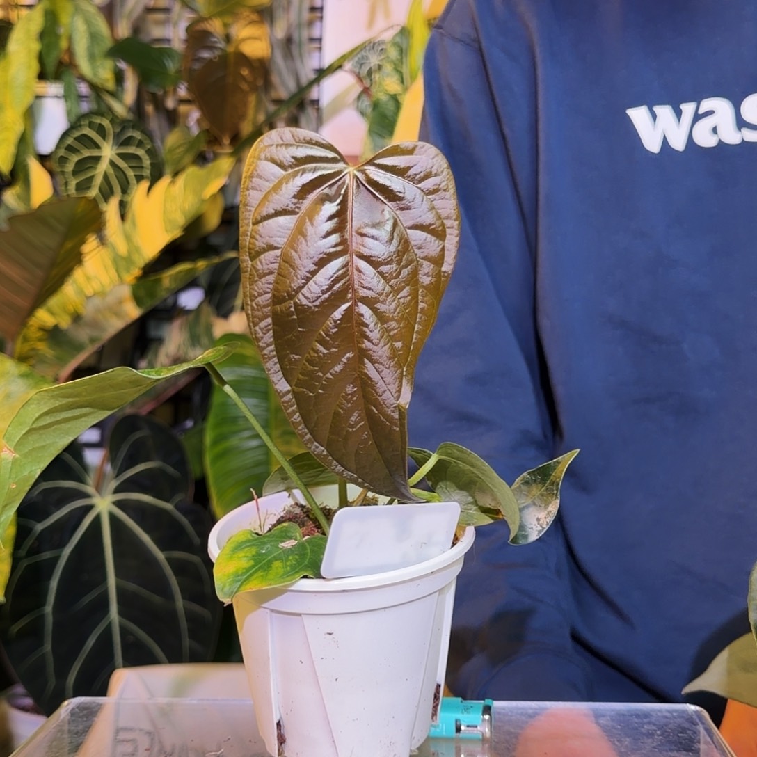 完全开放Q25  女王之星