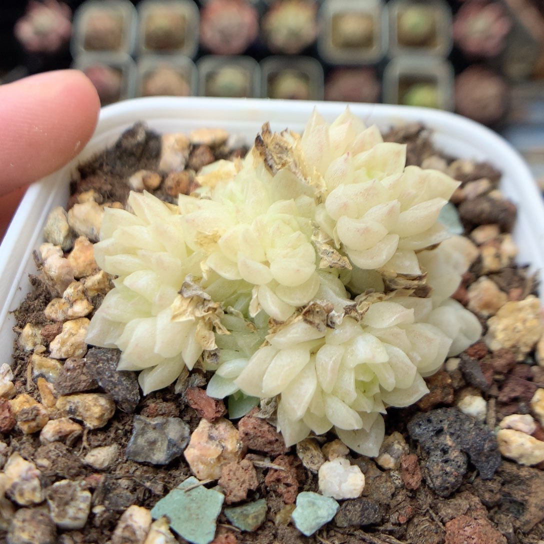 G72 ，20包邮两天凑单偏远不发货