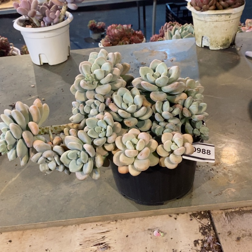 【闪购商品】香水洛神0988